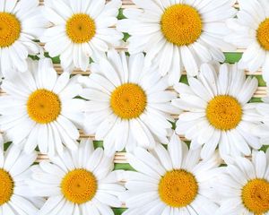 Preview wallpaper chamomile, flowers, petals, white, composition