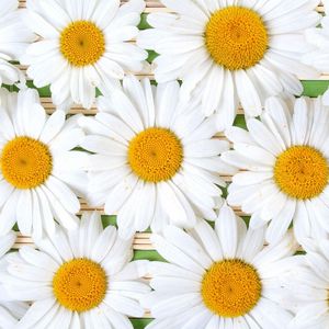 Preview wallpaper chamomile, flowers, petals, white, composition