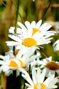 Preview wallpaper chamomile, flowers, petals, summer, macro