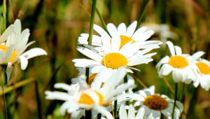 Preview wallpaper chamomile, flowers, petals, summer, macro