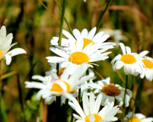 Preview wallpaper chamomile, flowers, petals, summer, macro