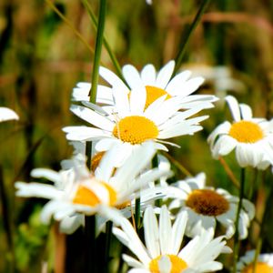 Preview wallpaper chamomile, flowers, petals, summer, macro