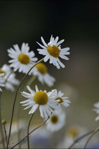 Preview wallpaper chamomile, flowers, petals, blur, nature