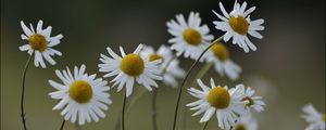 Preview wallpaper chamomile, flowers, petals, blur, nature