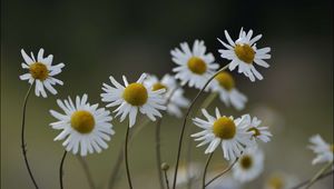 Preview wallpaper chamomile, flowers, petals, blur, nature