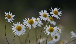 Preview wallpaper chamomile, flowers, petals, blur, nature