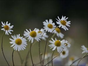 Preview wallpaper chamomile, flowers, petals, blur, nature