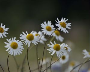 Preview wallpaper chamomile, flowers, petals, blur, nature