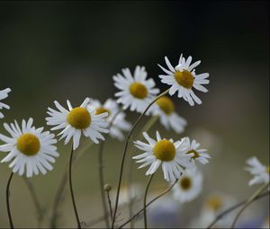 Preview wallpaper chamomile, flowers, petals, blur, nature