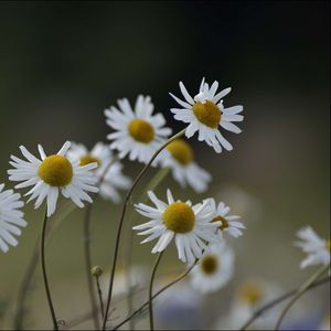 Preview wallpaper chamomile, flowers, petals, blur, nature