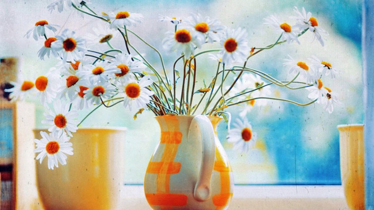 Wallpaper chamomile, flowers, pitcher, bouquet, box