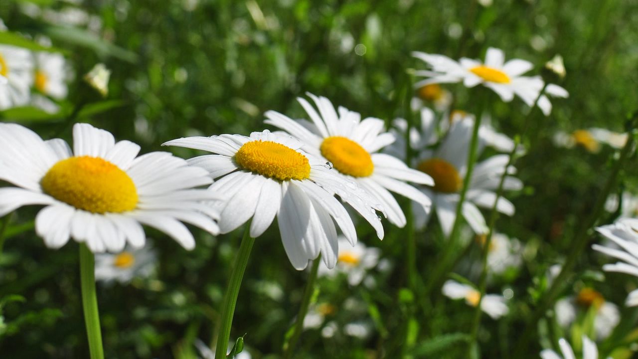 Wallpaper chamomile, flowers, plant, macro