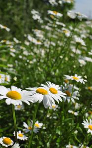 Preview wallpaper chamomile, flowers, plant, macro