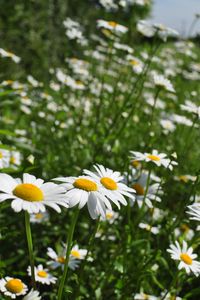 Preview wallpaper chamomile, flowers, plant, macro