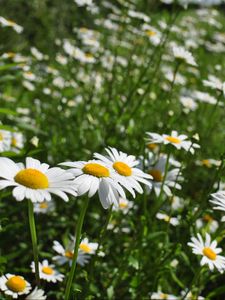 Preview wallpaper chamomile, flowers, plant, macro