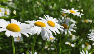 Preview wallpaper chamomile, flowers, plant, macro