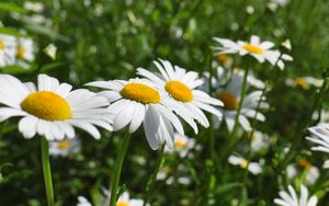 Preview wallpaper chamomile, flowers, plant, macro