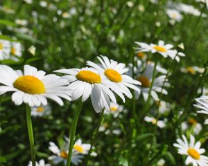 Preview wallpaper chamomile, flowers, plant, macro