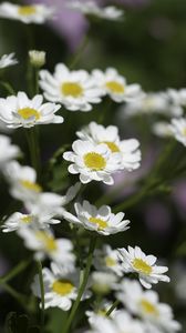 Preview wallpaper chamomile, flowers, plant, macro, white