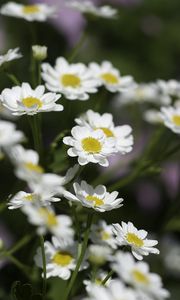 Preview wallpaper chamomile, flowers, plant, macro, white