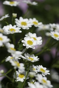 Preview wallpaper chamomile, flowers, plant, macro, white