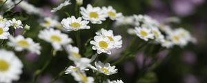 Preview wallpaper chamomile, flowers, plant, macro, white