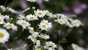 Preview wallpaper chamomile, flowers, plant, macro, white