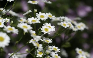 Preview wallpaper chamomile, flowers, plant, macro, white