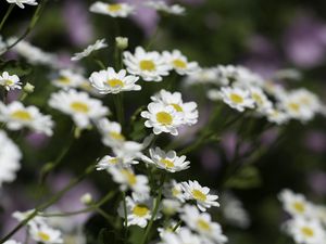 Preview wallpaper chamomile, flowers, plant, macro, white