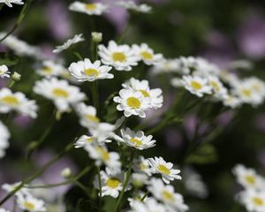 Preview wallpaper chamomile, flowers, plant, macro, white