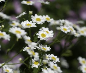 Preview wallpaper chamomile, flowers, plant, macro, white