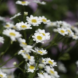 Preview wallpaper chamomile, flowers, plant, macro, white