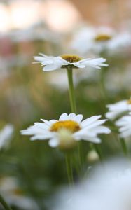 Preview wallpaper chamomile, flowers, plant, field, macro