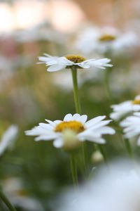 Preview wallpaper chamomile, flowers, plant, field, macro