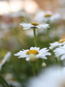 Preview wallpaper chamomile, flowers, plant, field, macro