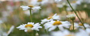 Preview wallpaper chamomile, flowers, plant, field, macro