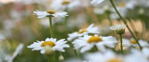 Preview wallpaper chamomile, flowers, plant, field, macro