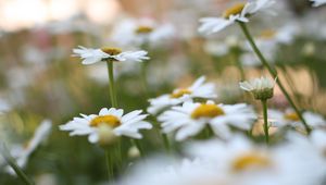 Preview wallpaper chamomile, flowers, plant, field, macro