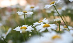 Preview wallpaper chamomile, flowers, plant, field, macro