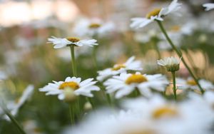 Preview wallpaper chamomile, flowers, plant, field, macro