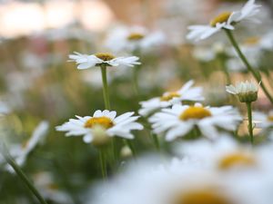 Preview wallpaper chamomile, flowers, plant, field, macro