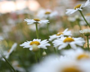 Preview wallpaper chamomile, flowers, plant, field, macro