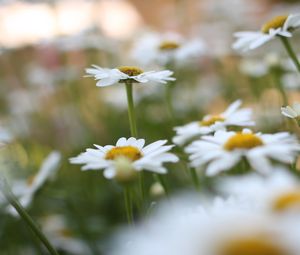 Preview wallpaper chamomile, flowers, plant, field, macro
