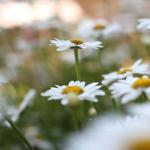 Preview wallpaper chamomile, flowers, plant, field, macro