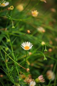 Preview wallpaper chamomile, flowers, plants, macro