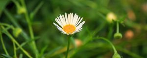 Preview wallpaper chamomile, flowers, plants, macro