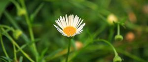 Preview wallpaper chamomile, flowers, plants, macro