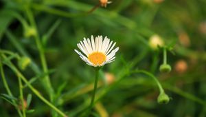 Preview wallpaper chamomile, flowers, plants, macro