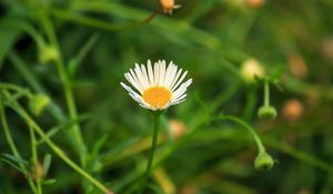 Preview wallpaper chamomile, flowers, plants, macro