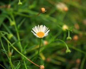 Preview wallpaper chamomile, flowers, plants, macro